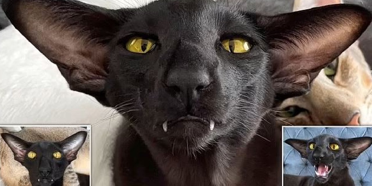 Vampir Kedi Toivo'yla Tanışın! Keskin Dişleriyle Kabuslarınıza Girecek