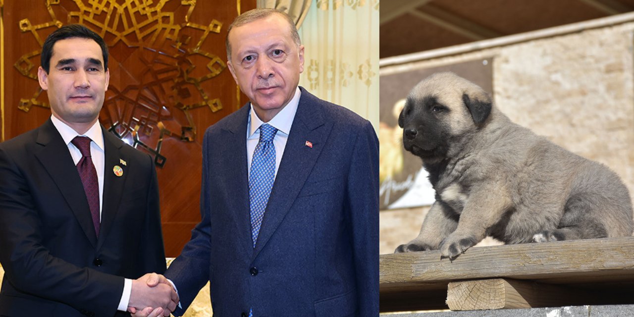 Sivas'tan Yola Çıktı: Erdoğan'dan Türkmenistan Başkanına Kangal Hediyesi