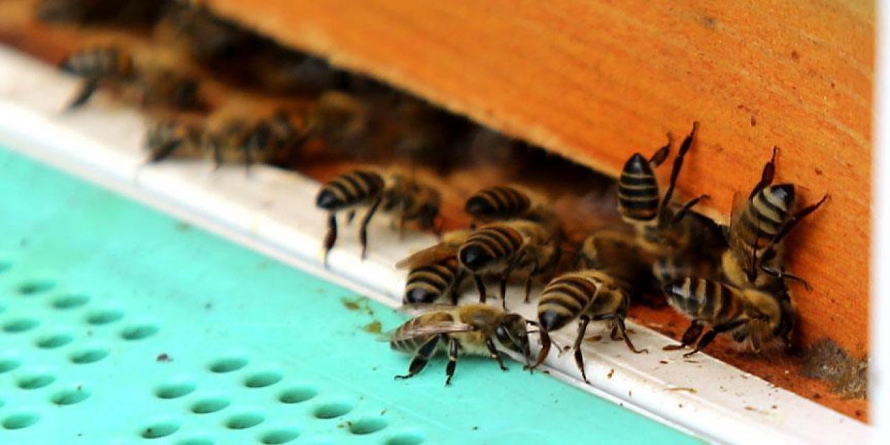 Arılar 3 Kişiyi Hastanelik Etti