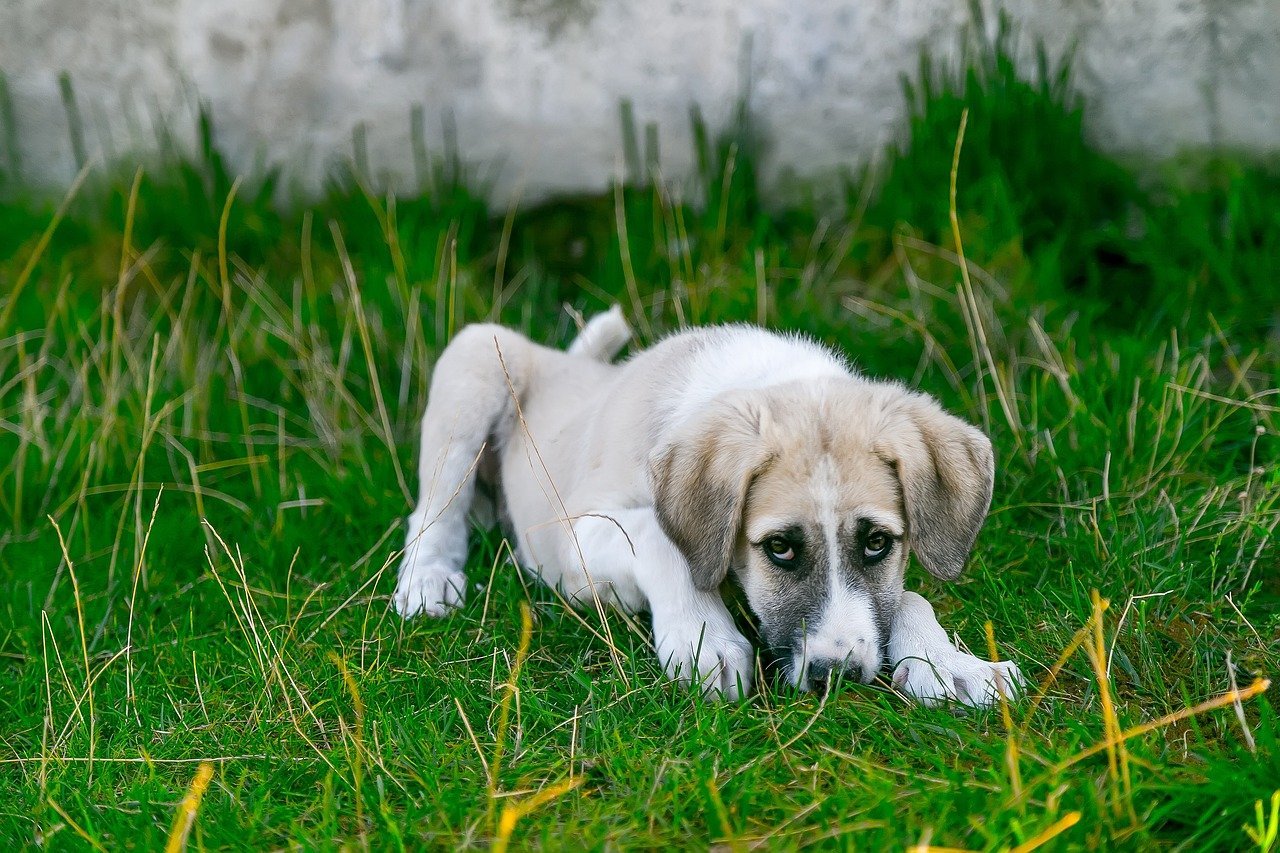 Köpeğiniz Çikolata Yediyse Ne Yapmalısınız?