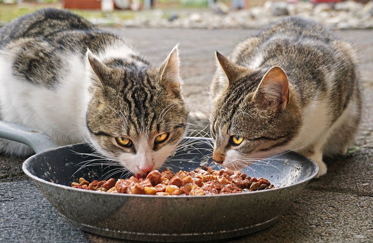 Kediler Evde Yalnız Başına En Fazla Kaç Gün Bırakılabilir? Kedi Maması Kaç Gün Açıkta Kalabilir?