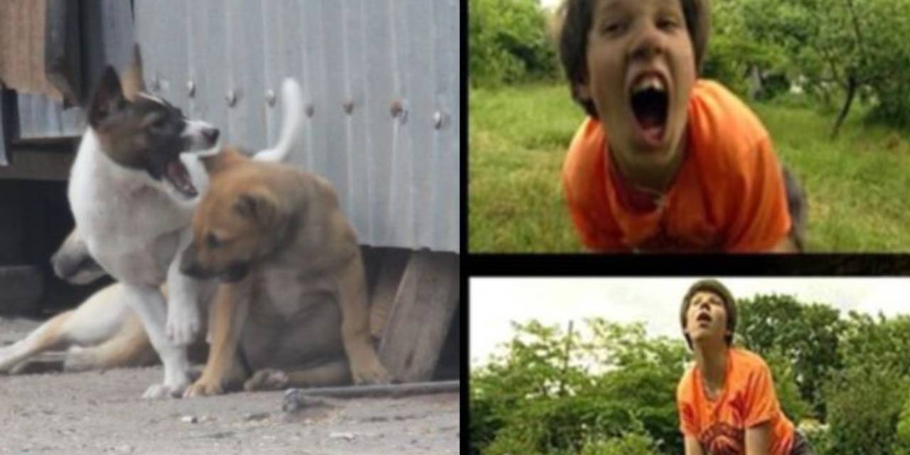 8 Yaşına Kadar Köpekler Tarafından Büyütüldüğü Ortaya Çıkmıştı... Tedaviye Alınan O Çocuğun Son Hali Ortaya Çıktı