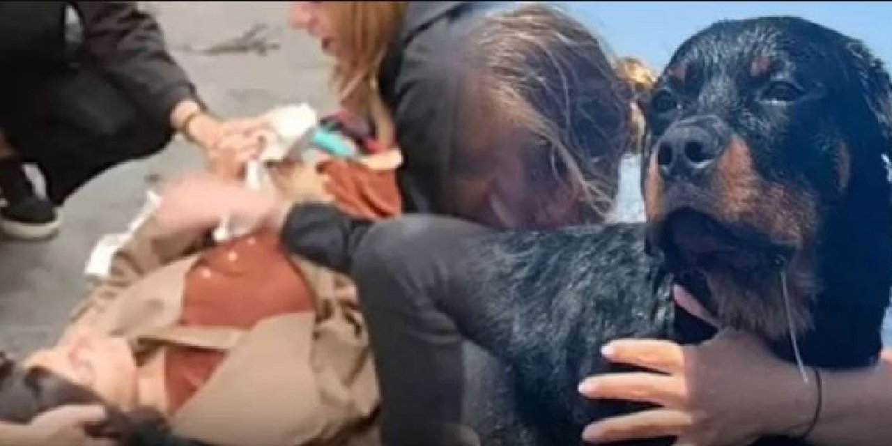 Yolda Yürüyen Hamile Kadının Üstüne Üçüncü Kattan Köpek Düştü