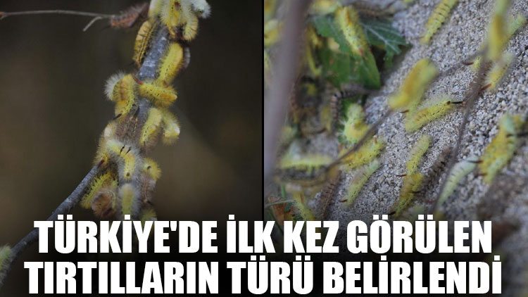 Türkiye'de ilk kez görülen tırtılların türü belirlendi
