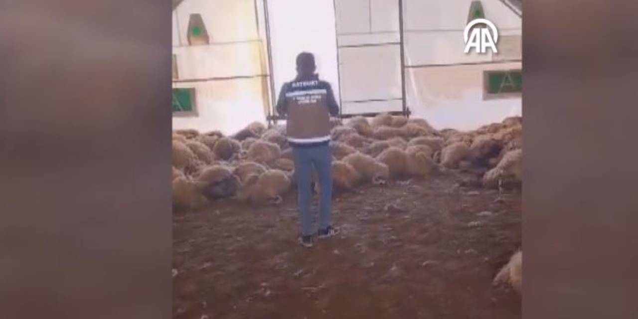 Köye İnen Kurtlar 200 Koyunu Telef Etti
