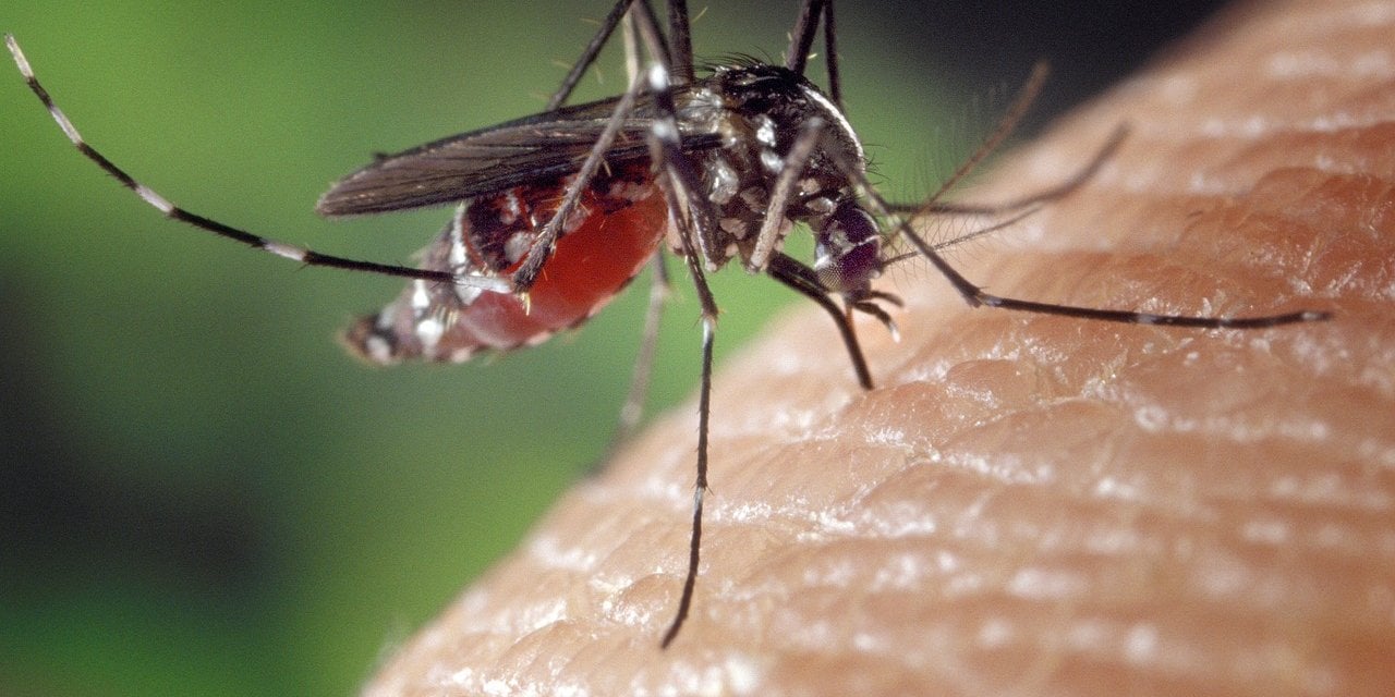 ABD Sivrisinek Kaynaklı Virüse Karşı İlk Aşıyı Onayladı