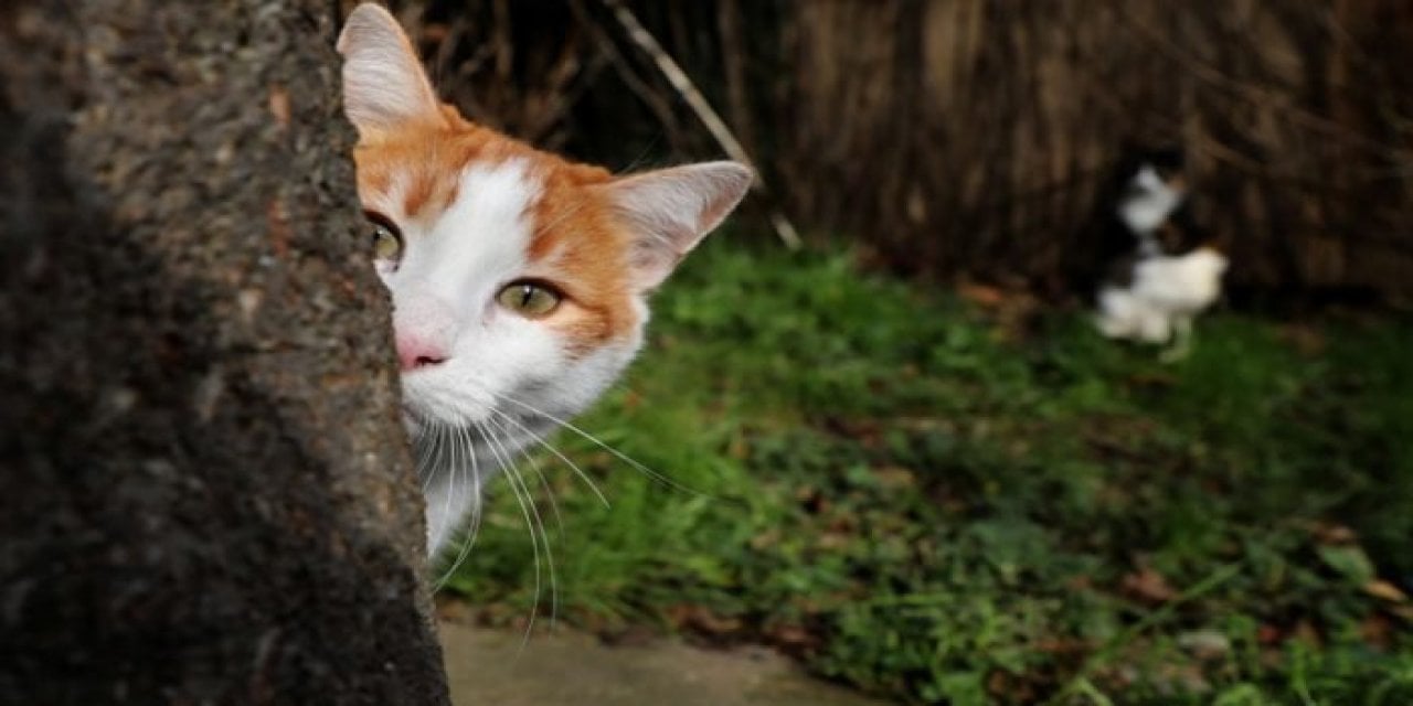 Kayseri'deki Keserli Cinayette Katili Bir Kedi Ortaya Çıkardı