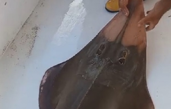 Dünyada artık ender rastlanan ‘insan yüzlü’ balık bakın Türk karasularında nerede ağlara takıldı