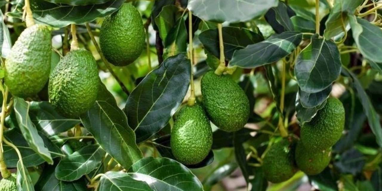 'Avokado ve mango üretimi planlanmalı... Alanya muzuyla idare edin'