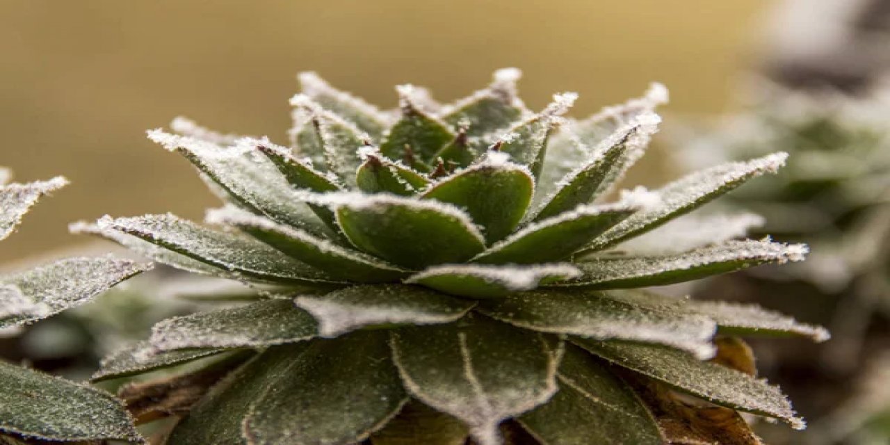 Donmalarına izin vermeyin: Saksı bitkilerinin kış için nasıl yalıtılacağı