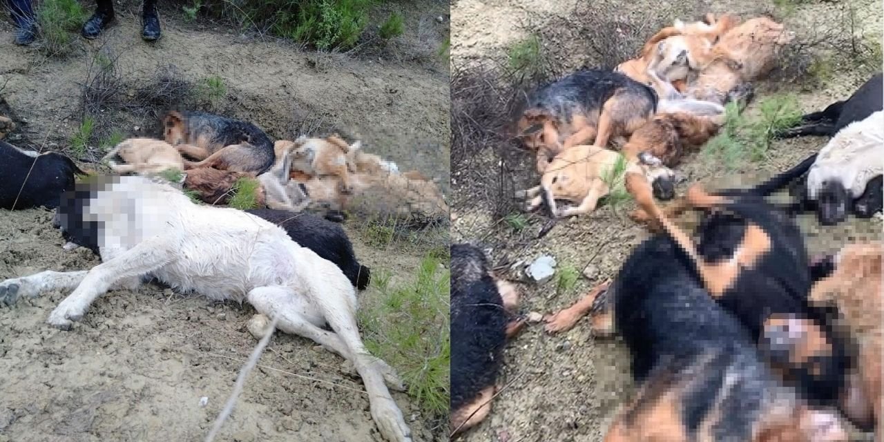 14 Ölü Köpeğin Şüphelisi Belediye Çalışanları Çıktı!