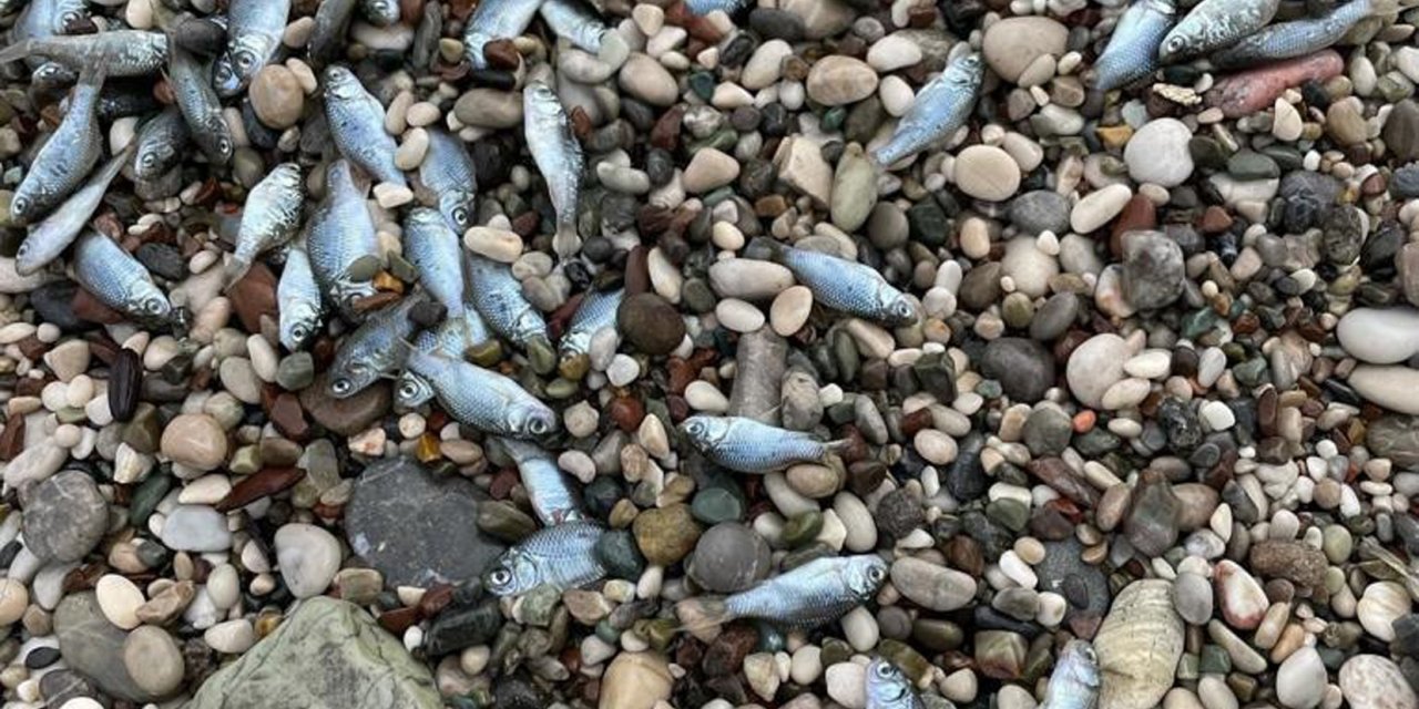 Sahile Ölü Balıklar Vurdu