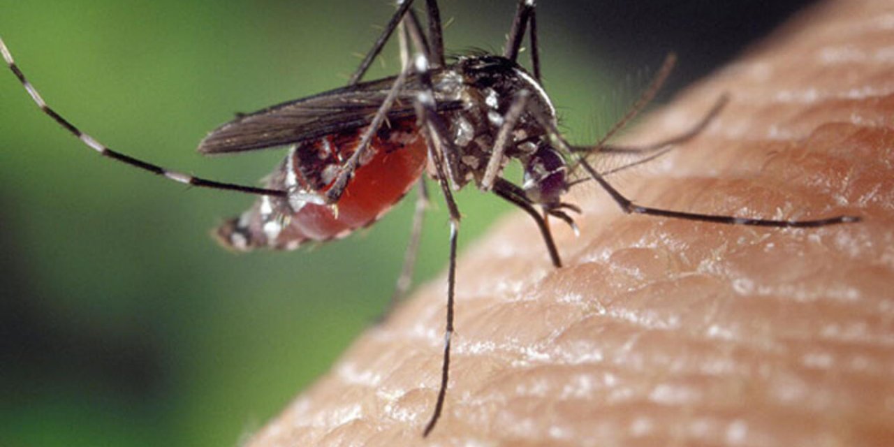 Bilim İnsanından Hastalık Yapan Sivrisinek Uyarısı