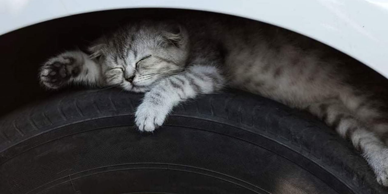 Hava Soğudu: Dikkat Kedi Çıkabilir! Aracı Çalıştırmadan Önce Kaputa Vur