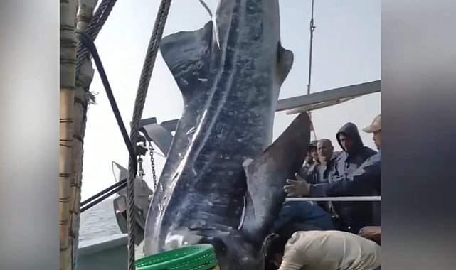 Dehşet Anları Kamerada! Yüzlerce Kiloluk Köpek Balığı Üzerlerine Düştü!