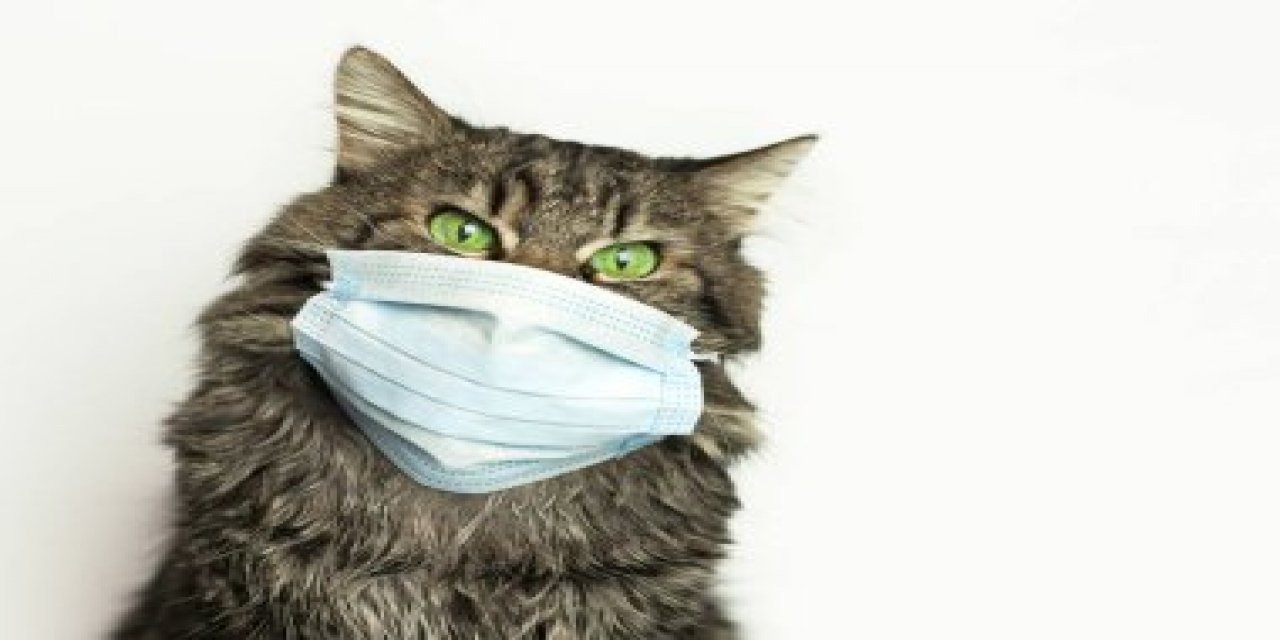 Kedi alerjisi ve bununla nasıl başa çıkılacağı:  Kısırlaştırılmamış kediler çok daha fazla alerjen üretiyor...