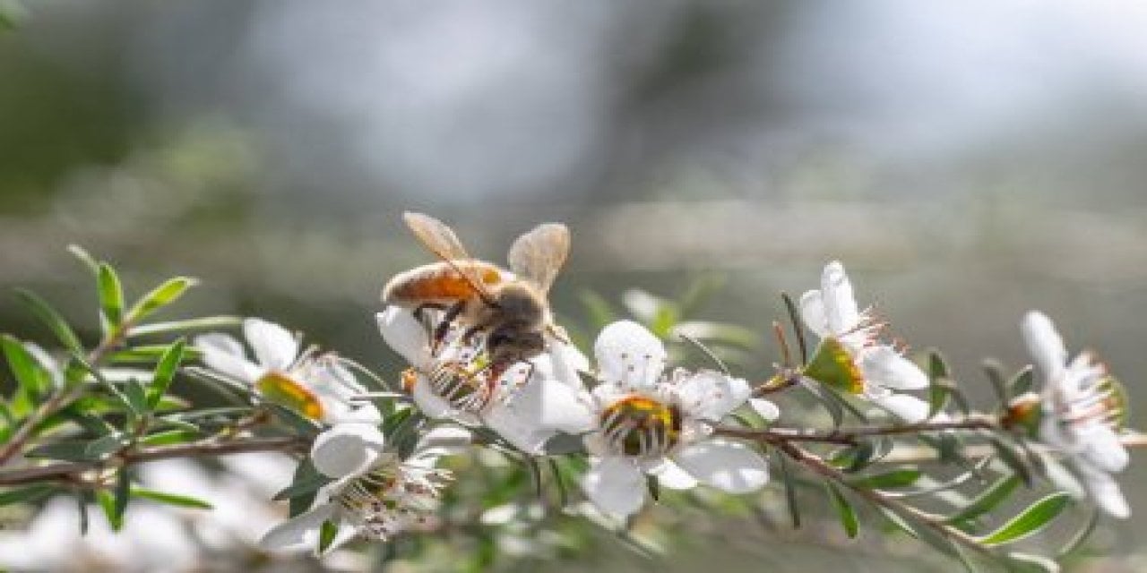 Doğanın mucizevi besini Manuka balı, her derde deva...