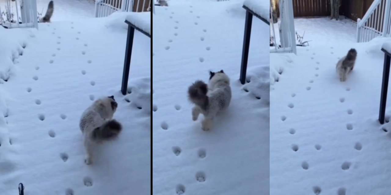 Sosyal Medyada Viral Oldu: Karda Yürümek Hiç Bu Kadar Havalı Olmamıştı!