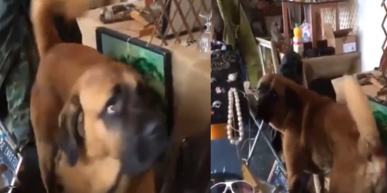 Paris'te Türkü Duyan Kangal Köpeğinin Tepkisi İzleyenleri Ağlattı: "Sivas'a Geri Getirin, Üzüntüden Bayılacağım"