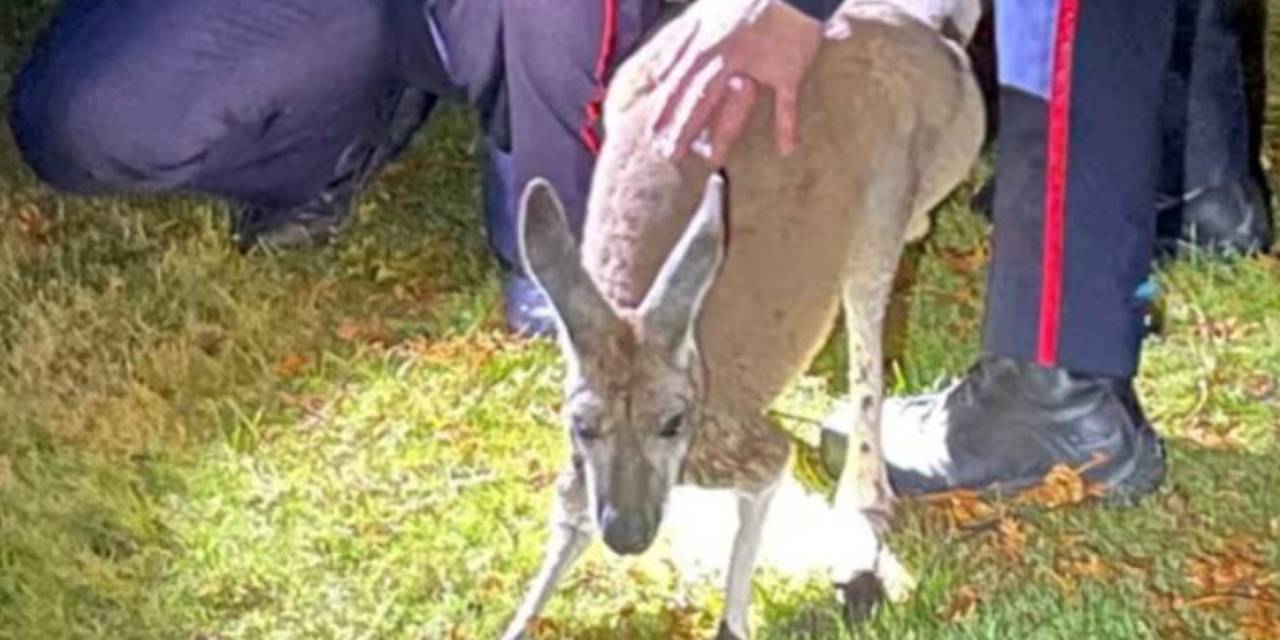 Kaçan kanguru, peşine düşen polise yumruk attı