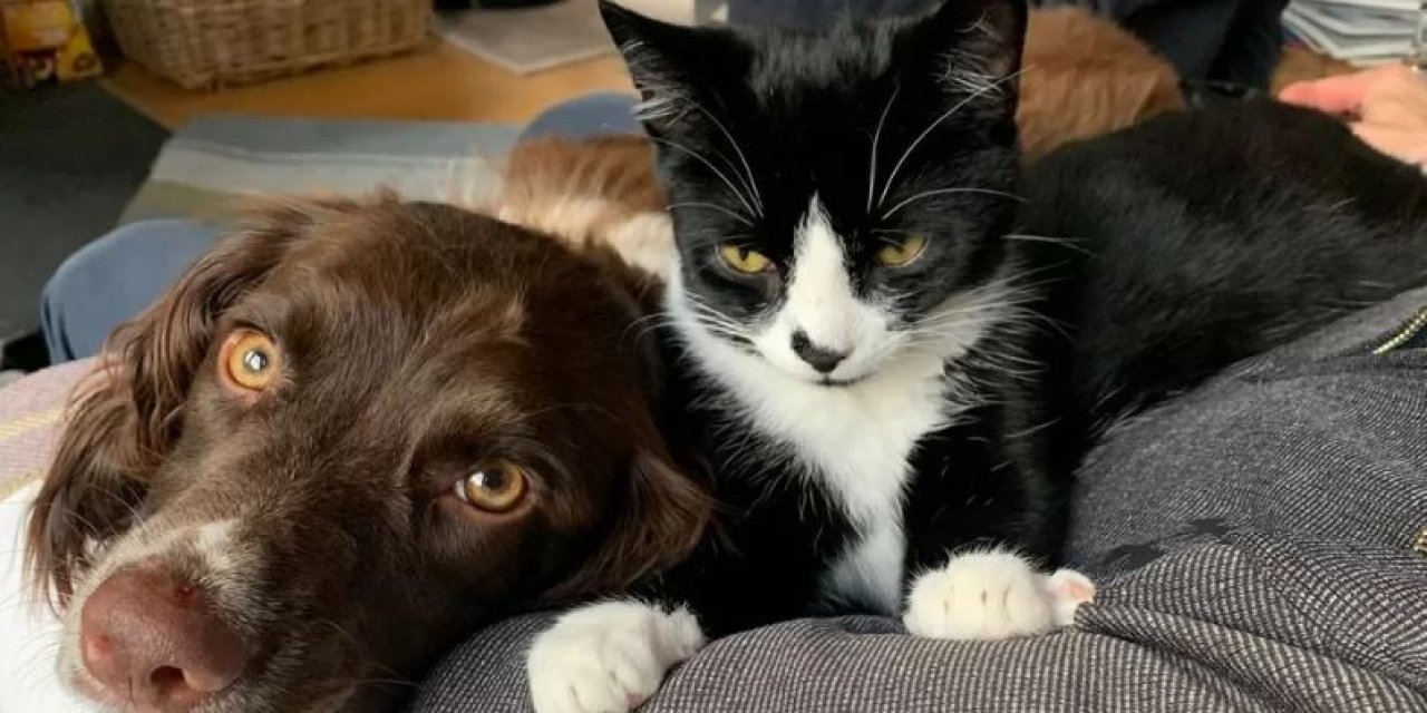 Dostluğun Böylesi! 30 Metrelik Kuyuya Düşen Kediyi, Arkadaşını Asla Yarı Yolda Bırakmayan Köpek Kurtardı