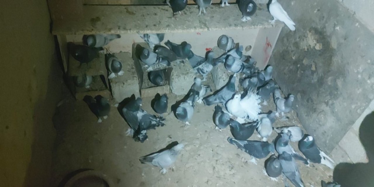 Güvercin Hırsızları Yakalandı