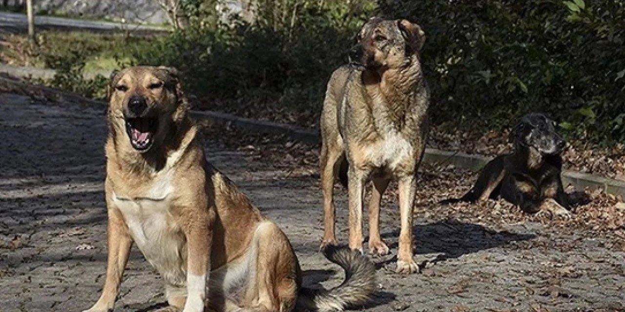 "Çözeceğiz" Demişti: Son Köpek Saldırısı Haberi Erdoğan'ın Köyünden Geldi