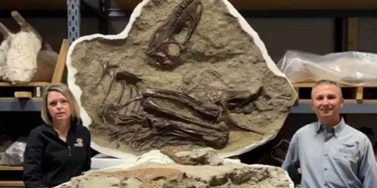 75 milyon yıllık dinozorun son yemeği midesinde bozulmamış halde bulundu: 'Bu gencin bagetlere karşı iştahı varmış'