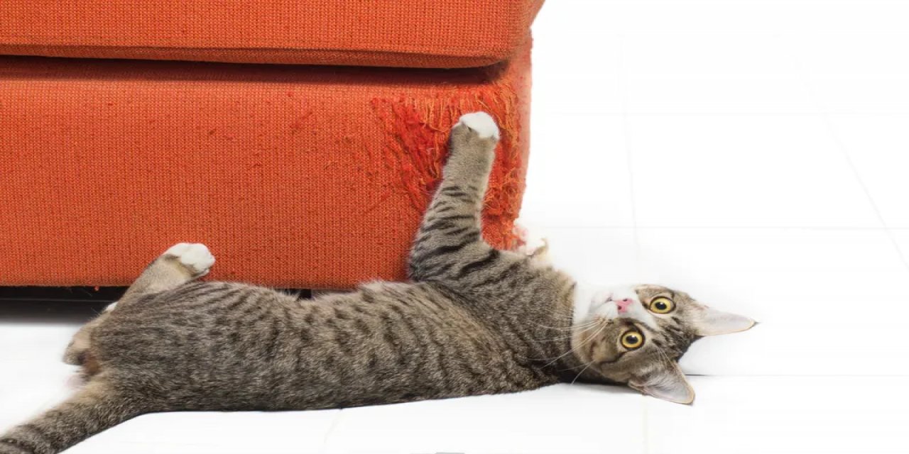 Kediniz evdeki mobilyaları tırmık içinde mi bıraktı...Bir de bunu deneyin: