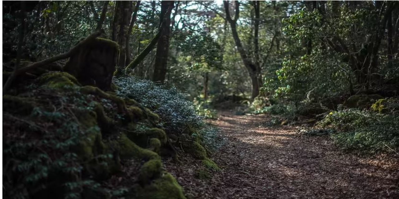 Japonya'nın Aokigahara Ormanı, Neden  'İntihar Ormanı' Olarak Adlandırılıyor?