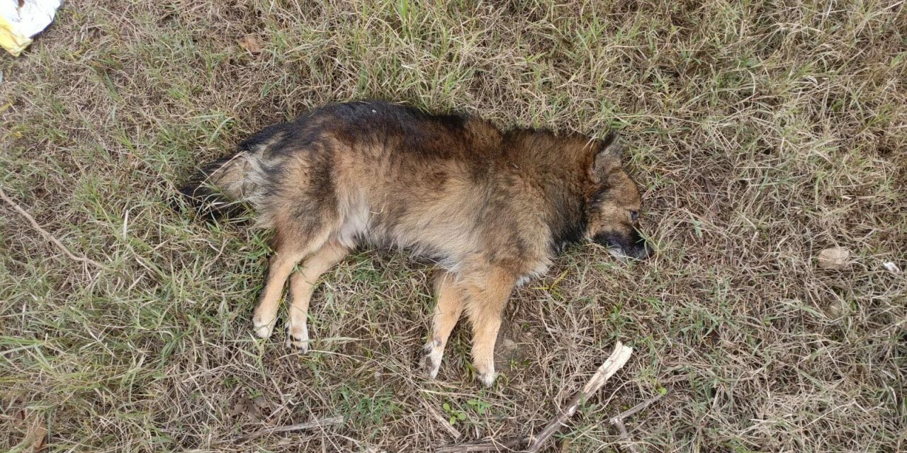 Aydın'da 30 Köpek Zehirlendi, 3 De Ölü Tilki Bulundu