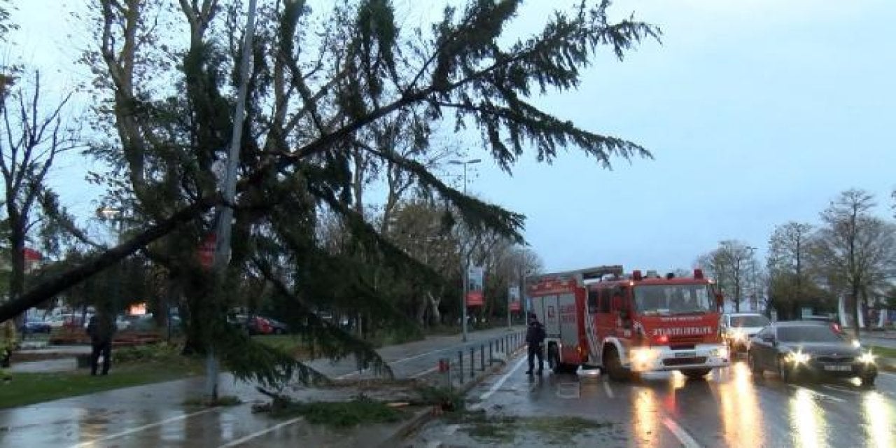Şiddetli Rüzgar Maltepe'de Ağaç Devirdi