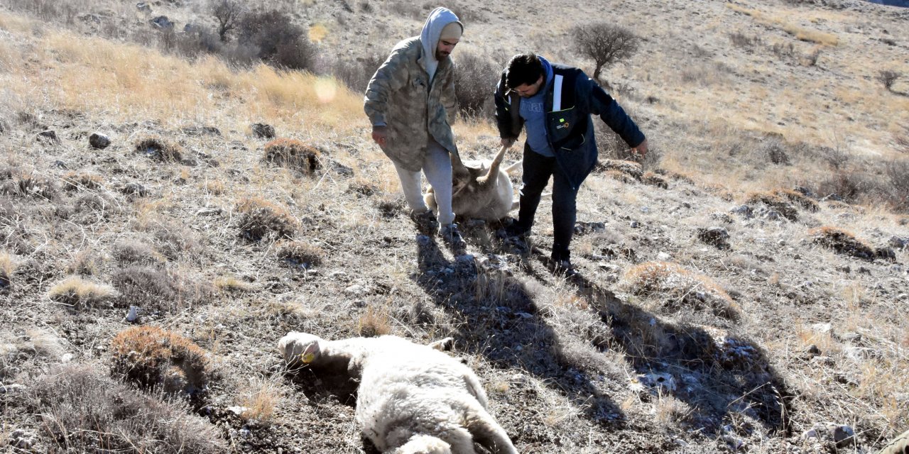 Sürüye Kurt Saldırısı: 37 Koyun Öldü, 18'i Kaçtı