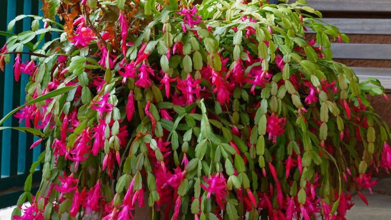 Yeni Yılda Eve Renk Katar: Kışın Çiçek Açan Nadir Bitkilerdendir! Yılbaşı Kaktüsüne Nasıl Bakılır?
