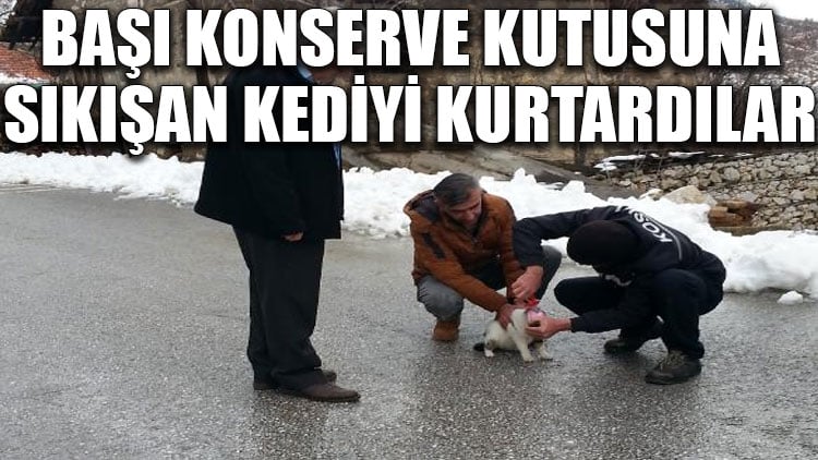 Başı konserve kutusuna sıkışan kediyi kurtardılar