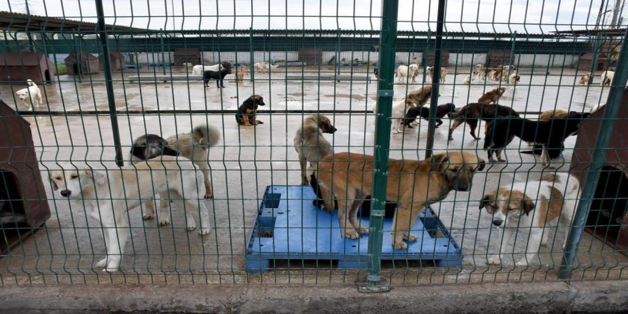 Okul Kampüsü Köpeklere Dar Oldu: YTÜ'de Toplanan Köpeklerin Akıbeti Belli Değil!