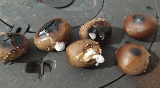 Çin kestanesini yerli kestaneden ayırmanın yolları!