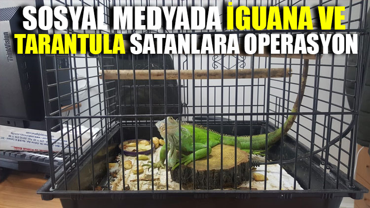 Sosyal medyada iguana ve tarantula satanlara operasyon