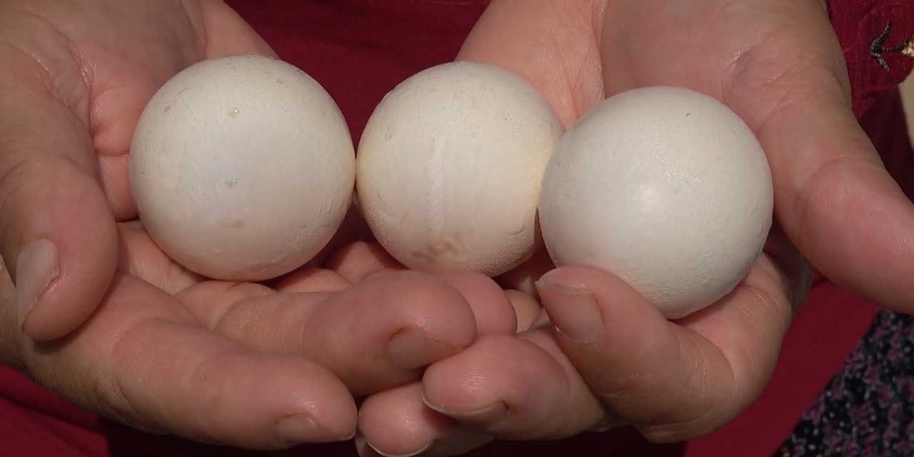 Kümese Giren Kadın Gördükleri Karşısında Hayrete Düştü! Bunu Yapan Tavuğunu Artık Fazla Yemle Ödüllendiriyor...