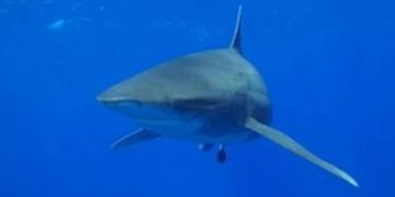 Hawaii'de köpek balığı dehşeti: Sörfçü hayatını kaybetti