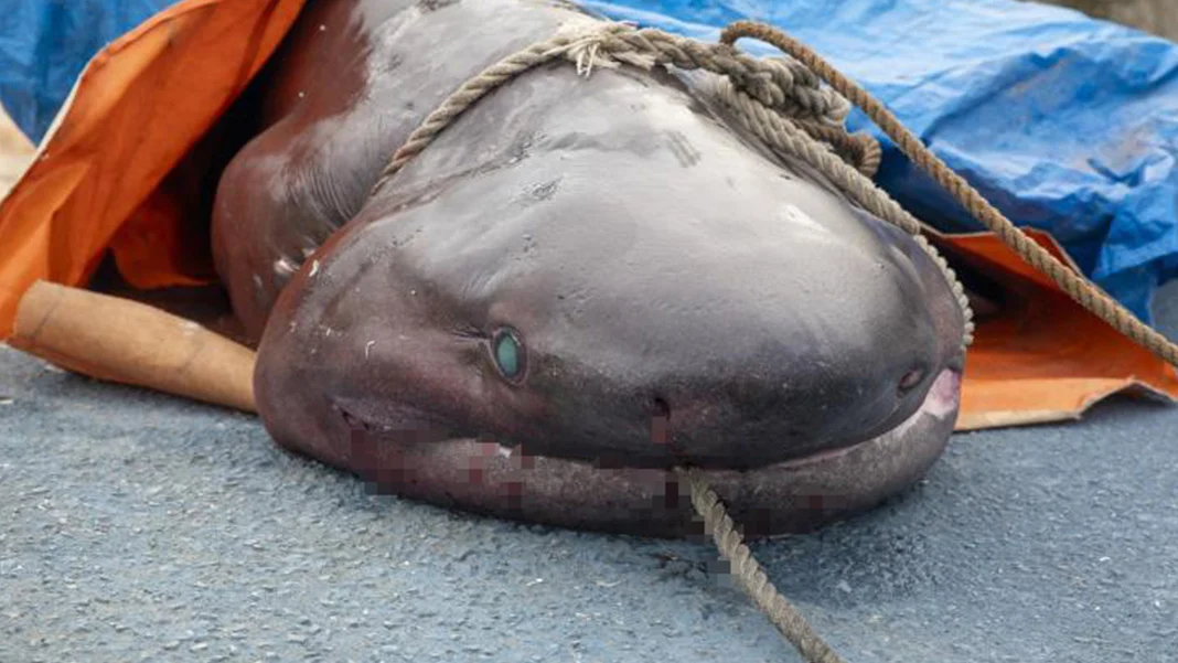 Mersin'de kıyıya vuran 4 metre 10 santimetre uzunluğundaki köpekbalığı  sadece 8 saat önce ölmüş! Nesli Tükenen Bir Tür!