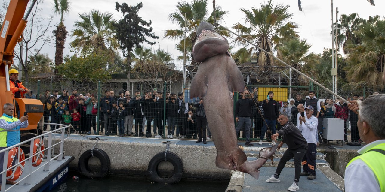 700 Kilo Tartıyordu: Köpekbalığı Mersin'de Karaya Vurdu!