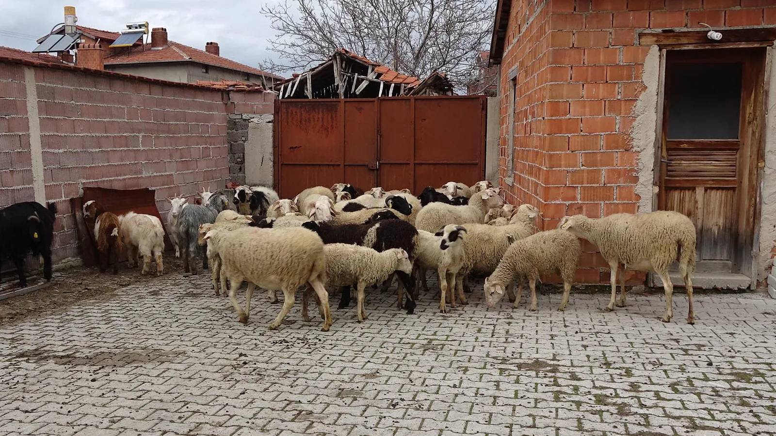 Korkunç Olay; Ahıra Girdiler 22 Koyunu Birden Öldürdüler