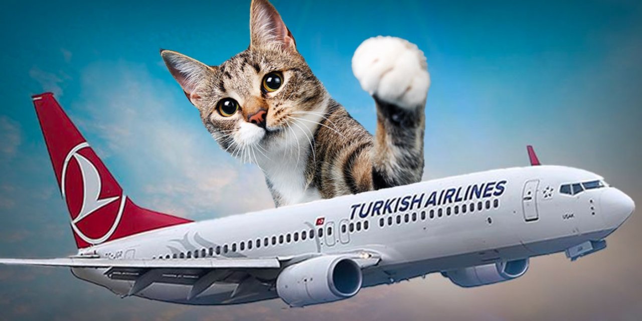 İstanbul Havalimanı'nı Karıştıran Kedi: THY Uçağı İniş Yapamadı