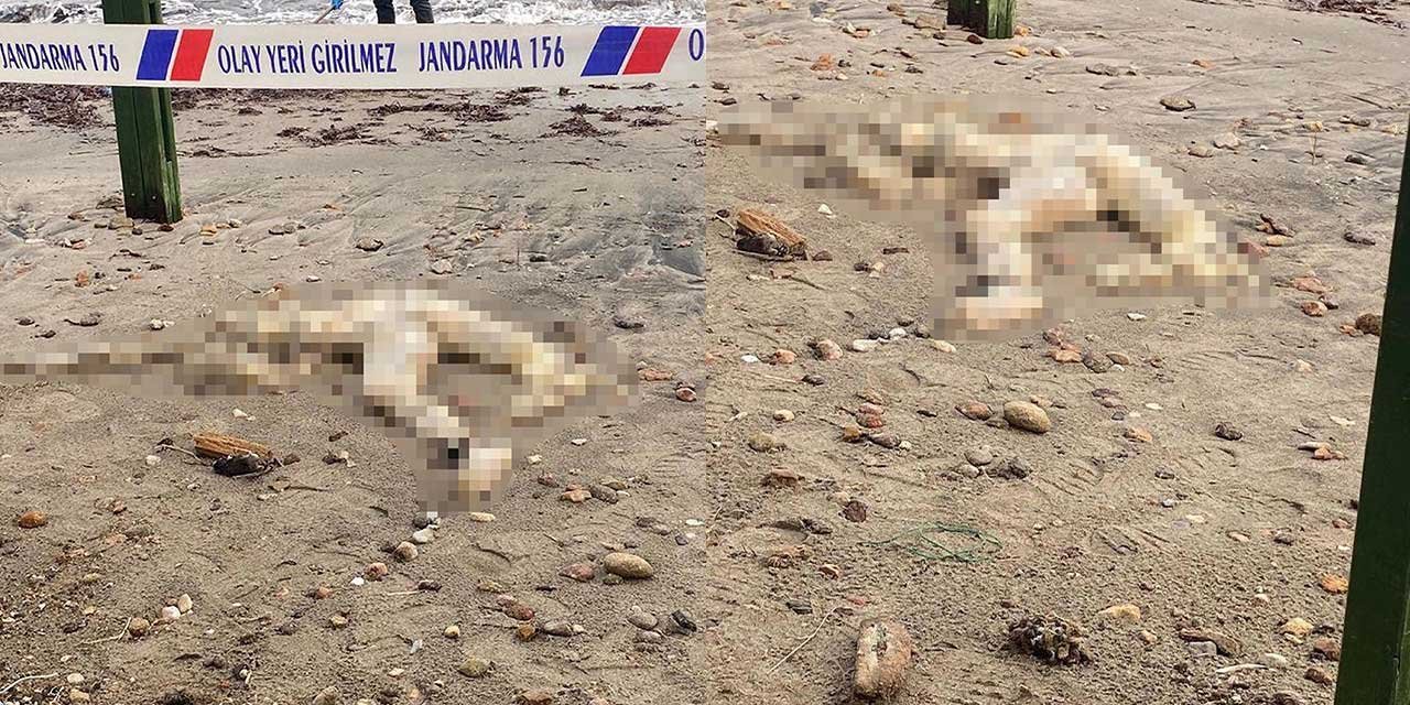 Bodrum'da Korkunç Görüntü: Sahilde Başı Olmayan Erkek Cesedi Bulundu