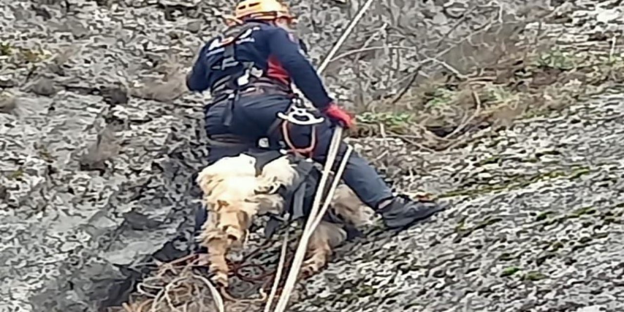 Amasya'da 3 Gün Kayalıklarda Mahsur Kalan Keçiyi AFAD Kurtardı