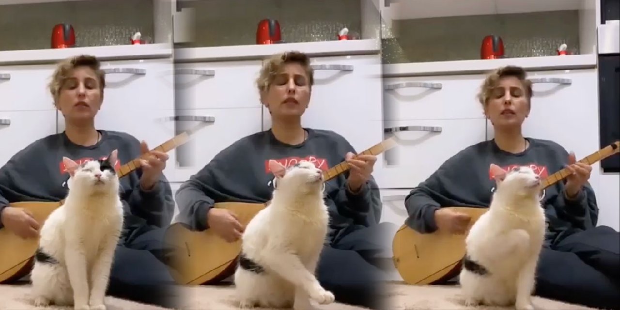 Türkü Sevdalısı Kedi
