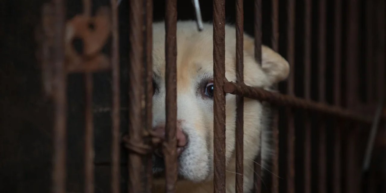 Güney Kore, köpek eti yemeyi yasaklayan  tartışmalı uygulamaya son veren yasa tasarısını kabul etti