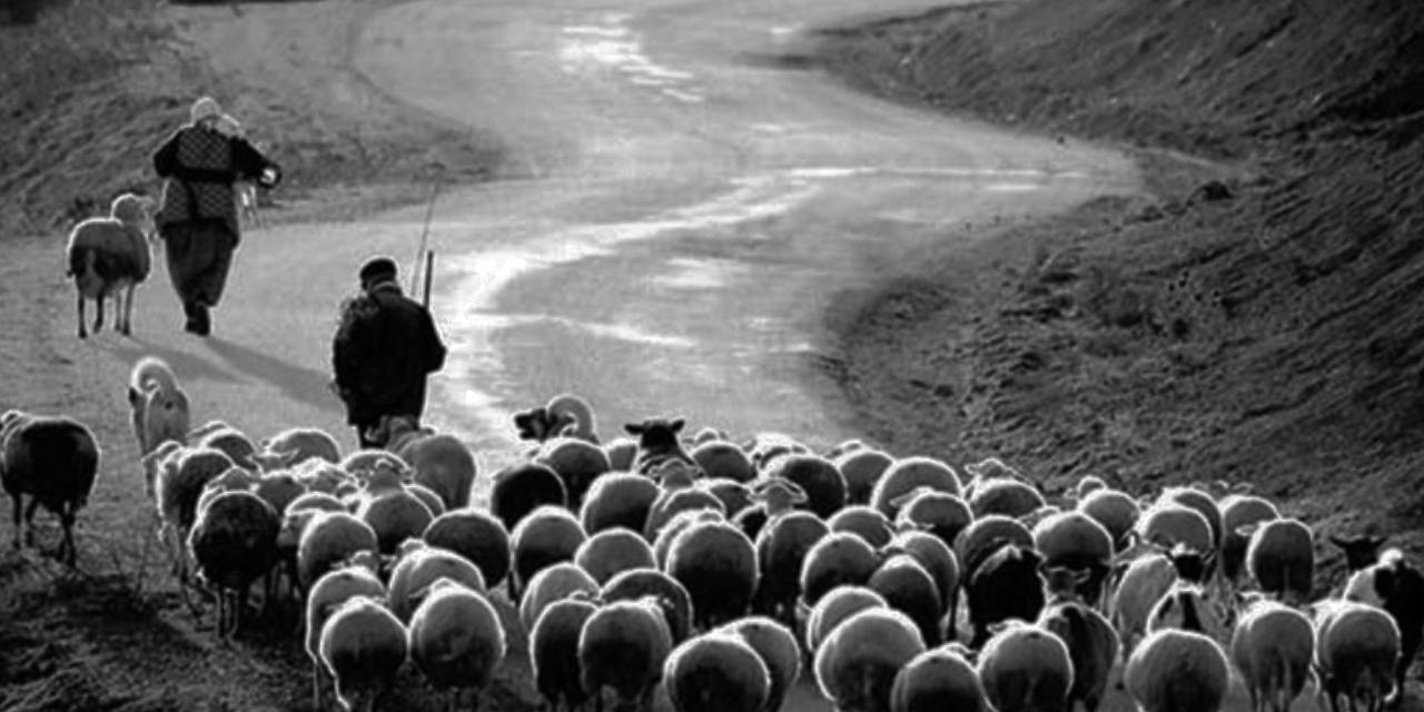 MS Hastalığı 5 Bin Yıl 'Yamnaya' Çobanlarıyla Yayılmış