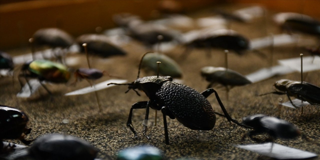 Küresel Isınma Böcek Popülasyonunu Artırdı